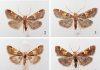New Moth Species Named After Pope Leo XIV Highlights Link Between Science and Environmental Advocacy Pyralis papaleonei (Credit Nota Lepidopterologica https://nl.pensoft.net )