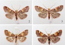 New Moth Species Named After Pope Leo XIV Highlights Link Between Science and Environmental Advocacy Pyralis papaleonei (Credit Nota Lepidopterologica https://nl.pensoft.net )