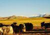 Bishop Chang Yanfeng Ordained in Chifeng as Vatican-China Agreement Marks First Episcopal Appointment of 2026 Mongolia (Photo by Ariungoo Batzorig on Unsplash)