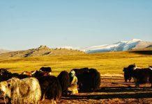 Bishop Chang Yanfeng Ordained in Chifeng as Vatican-China Agreement Marks First Episcopal Appointment of 2026 Mongolia (Photo by Ariungoo Batzorig on Unsplash)